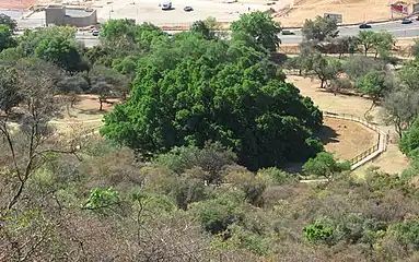 The Wonderboom grove near Pretoria