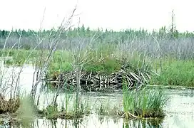 Beaver lodge