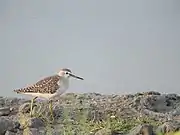 Wood sandpiper seen in Perumbakkam Lake, Chennai