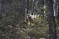 Woodland Caribou at Holt Lake in Manitoba