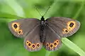 Erebia medusa ♀