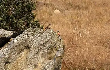 Pair perched on a sandstone prominence