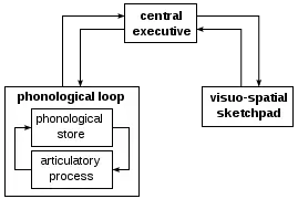 Working_memory_model.svg