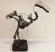 Mounted Dodo