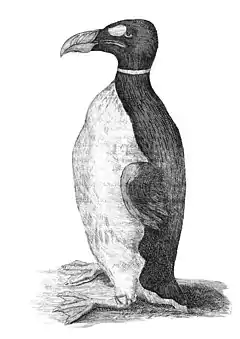 Only known illustration of a great auk drawn from life