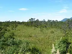 Stunted shore pine growing on muskeg in Wrangell, Alaska