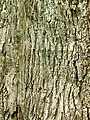 Bark, estimated age 100 years