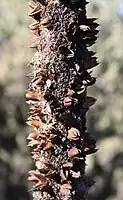 X. preissii flower spike, after fruiting