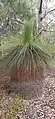 Xanthorrhoea with full leaf skirt