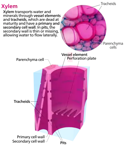 Diagrammatic structure of xylem cells