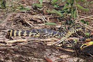 A juvenile, about one month old, in the Pantanal, Brazil