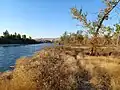 Shrubs and trees next to a river with brown hills in background