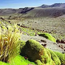 Cushion-shaped plants grow in a wide rock-strewn valley.