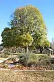 Field Elm in Riverside Park, Yass, New South Wales