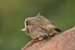 Allopreening in yellow-billed babbler