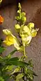 Yellow Snapdragon Flower