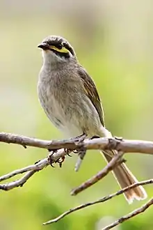  Yellow-faced honeyeater with body partially turned towards the camera