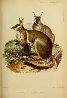 An historic illustration of two rock wallabies standing on grass and rocks.