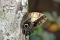 Caligo telamoniusin Costa Rica