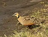 Yellow-throated sandgrouse