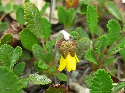 Dryas drummondii – Drummond's avens