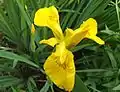 Yellow iris or flag, Iris pseudacorus