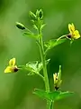 Volantín(Cleome viscosa)