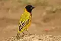 Male bird in Queen Elizabeth N.P., Uganda