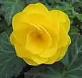 Begonia cultivars come in many different colors, such as yellow