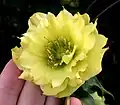 Yellow double hellebore