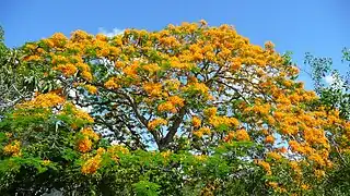 Delonix regia var. flavida is a rarer, yellow-flowered variety