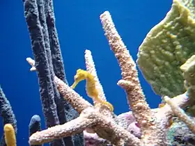 Yellow seahorses breed and give birth in Asia's flooded mangrove forests. Tangled roots and submerged branches offer shadowy shelter to pregnant dads and their offspring