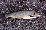 Yellowstone cutthroat trout