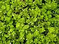 Clinopodium douglasii