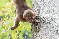 Young Tibetan macaque.