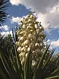 Izote flower, El Salvador