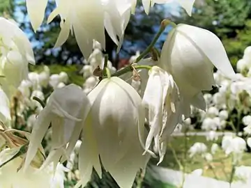 Close-up of hanging flowers