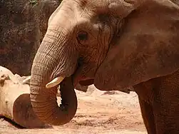 African elephant