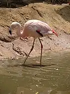 Chilean flamingo