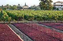 Sun-drying of Zante currant on Zakynthos