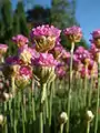 Thrift, a coastal plant