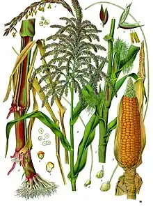 Illustration depicting both staminate and pistillate flowers of maize (Zea mays)