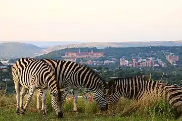 Zebras in Pretoria with Union Buildings seen in the background.