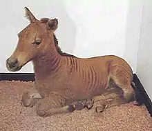 Zebra-horse hybrid foal