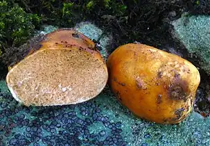 Two round, closed, orange mushrooms placed on a rock, one of them cut in half, exposing convoluted gills that exude some latex