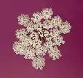 Flowerhead from above, each secondary umbel (umbellet) with 15 to 20 rays