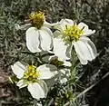 Zinnia acerosa