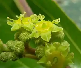 Close up of flowers