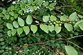 Ziziphus oenoplia in Shamirpet, Rangareddy district, Andhra Pradesh, India.