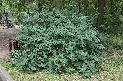 Shrub in Brno Zoo, Czech Republic